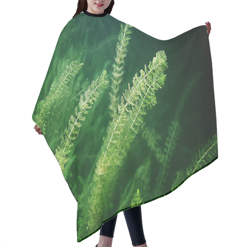 Personality  Underwater Green Algaes Hair Cutting Cape