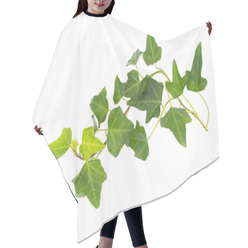 Personality  Green Ivy Isolated On A White Background. Hair Cutting Cape