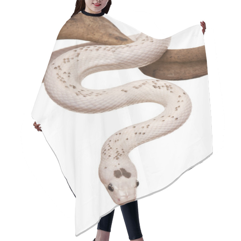 Personality  Snake Slithering In Front Of White Background, Studio Shot Hair Cutting Cape