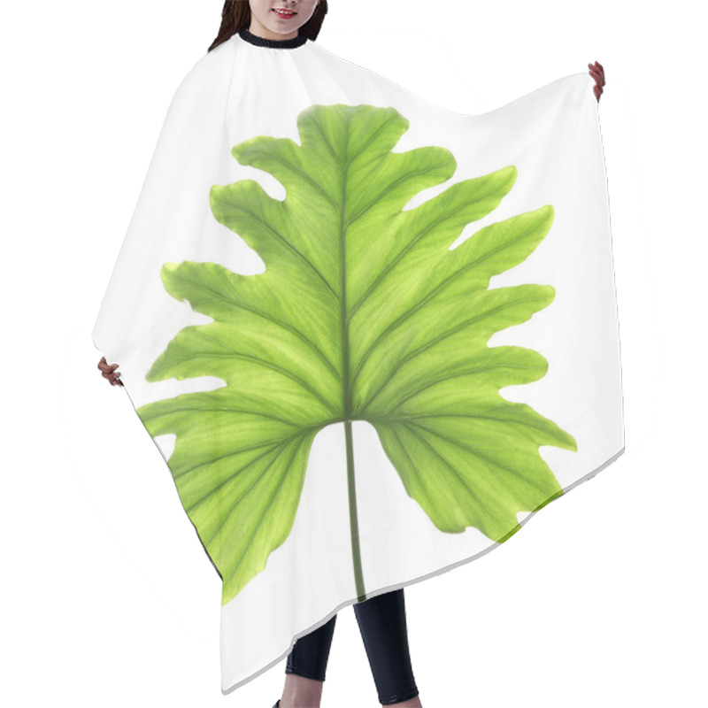 Personality  Tropical Philodendron Leaf Isolated On White Hair Cutting Cape