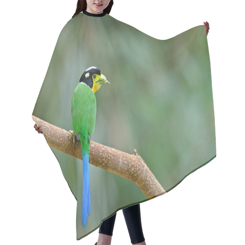 Personality  Long-tailed Broadbill ,Beautiful Bird Perching On Branch As Background Hair Cutting Cape