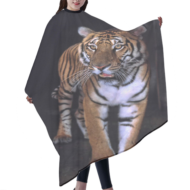 Personality  The Most Precious Tiger, The South China Tiger Panthera Tigris Amoyensis Hair Cutting Cape