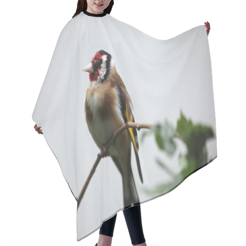 Personality  Wild European Goldfinch Hair Cutting Cape