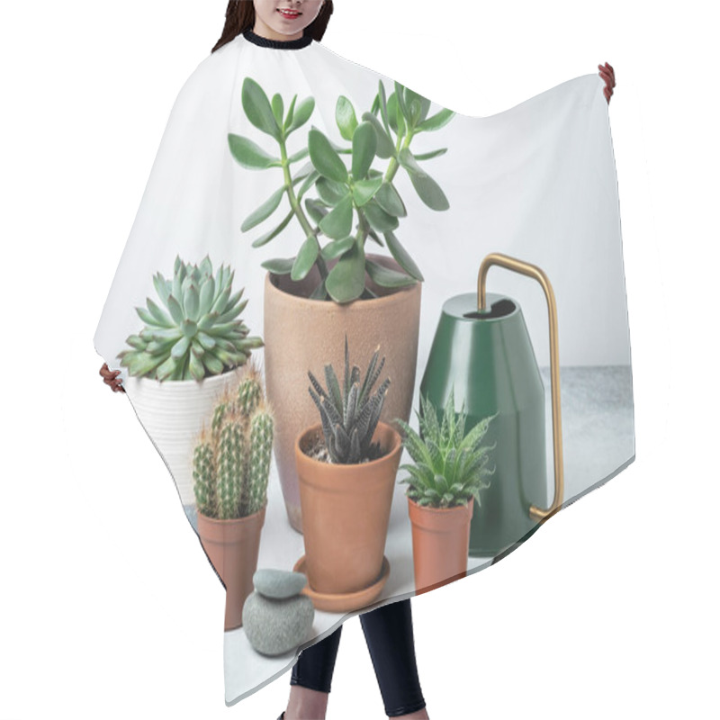 Personality  Various Succulents In Pots And Watering Can On Table Indoor. Plant Transplantation. Concept Of Indoor Garden Home - Image Hair Cutting Cape