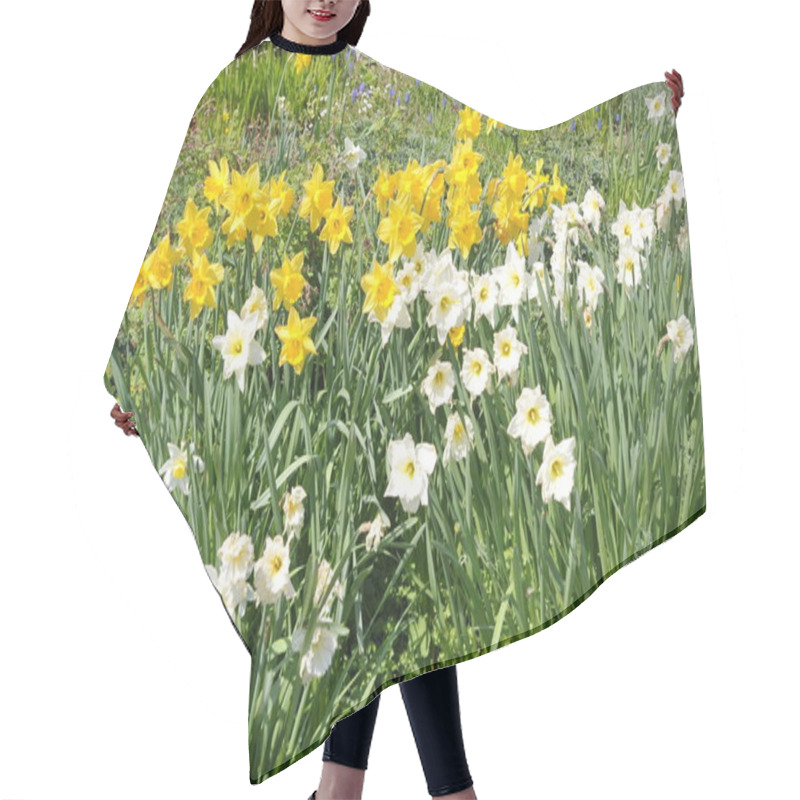 Personality  Flowerbed With White And Yellow Daffodils Hair Cutting Cape