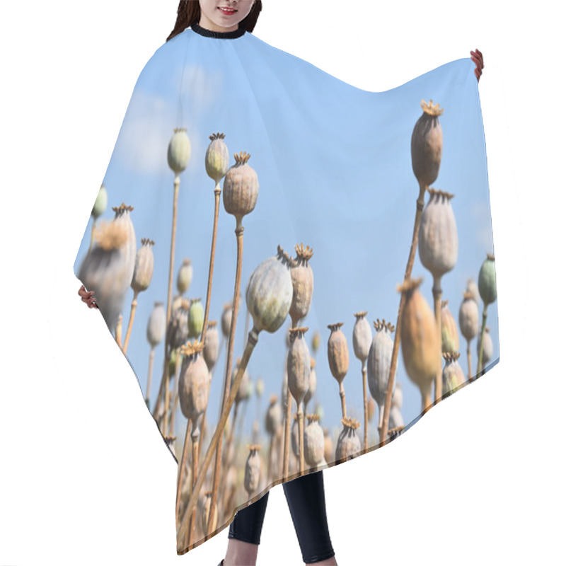 Personality  The Field Is Ripe Poppy Hair Cutting Cape