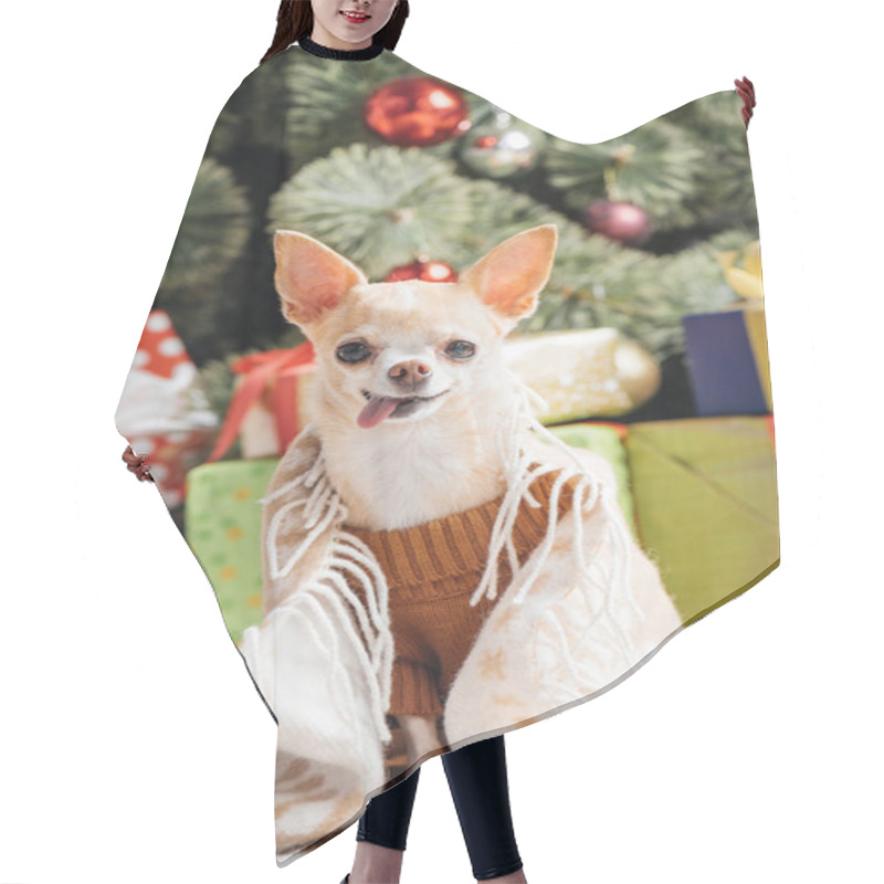 Personality  Little Chihuahua Dog In Brown Sweater Sticking Tongue Out With Christmas Gifts Behind At Home Hair Cutting Cape