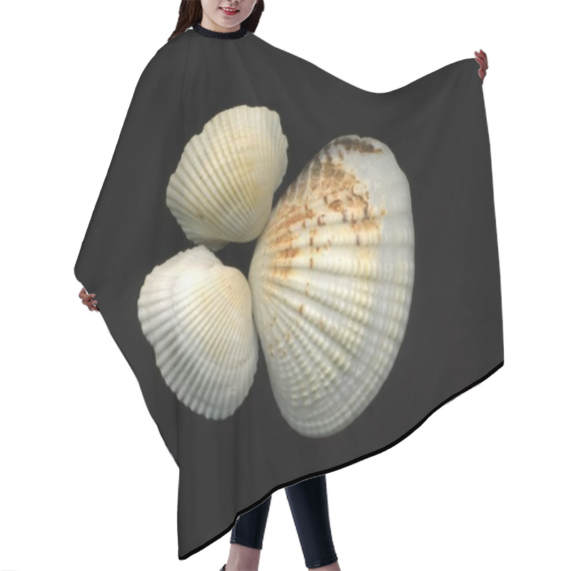 Personality  Sea Shells On Black Background Hair Cutting Cape