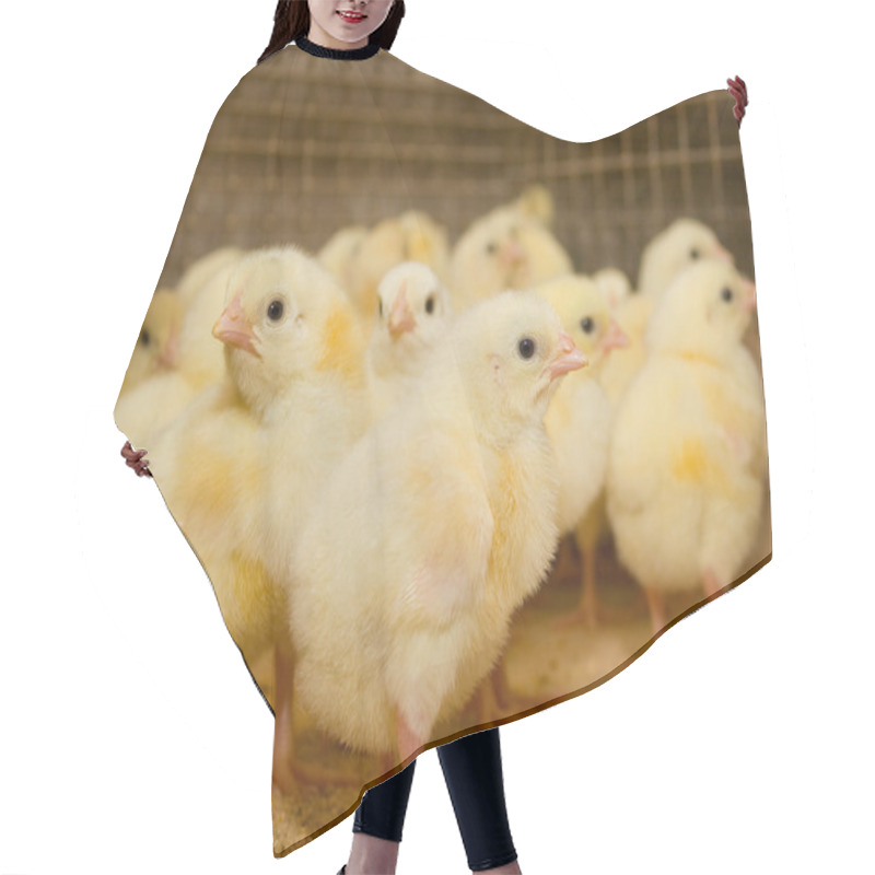 Personality  Chicken Broilers. Poultry Farm Hair Cutting Cape