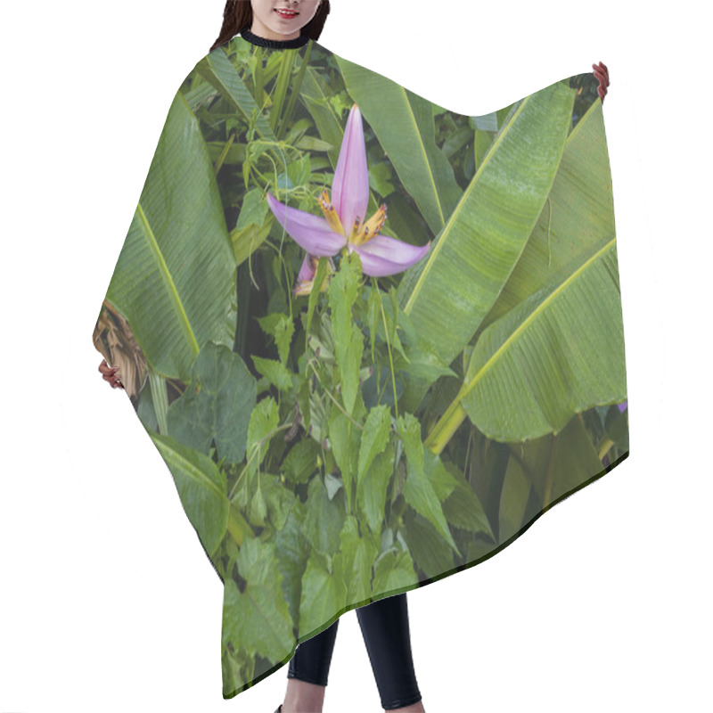 Personality  Banana Tree Pink Blossom Flower With Small Young Bananas  Hair Cutting Cape