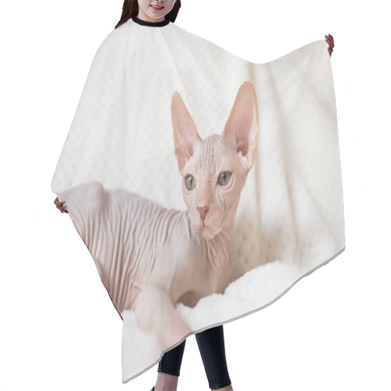 Personality  A Cute Canadian Sphynx Kitten Lies On A White Blanket And Looks Into The Camera. Unusual Pets And Their Life In The Apartment. Hair Cutting Cape