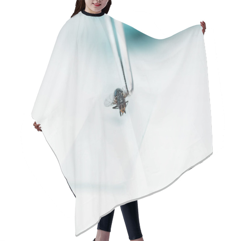 Personality  Experiment With Fly In Laboratory Hair Cutting Cape