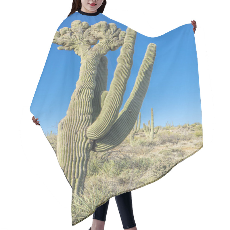 Personality  The Giant Crested Saguaro Plant In The Desert Under The Blue Sky Hair Cutting Cape