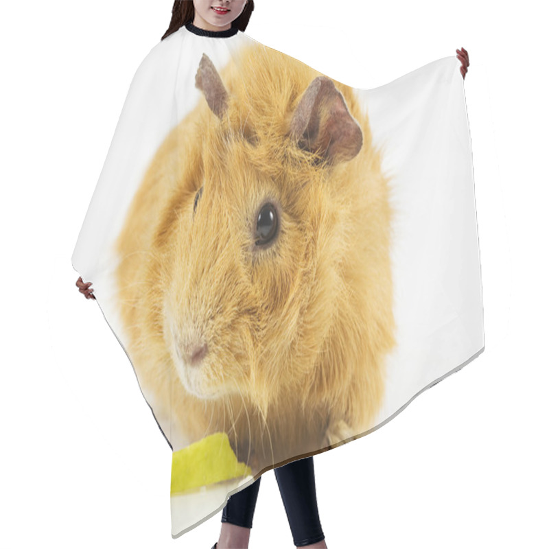 Personality  Guinea Pig With Apple Hair Cutting Cape