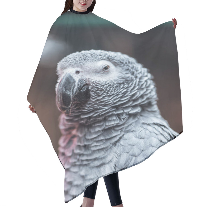 Personality  Close Up View Of Vivid Grey Fluffy Parrot With Big Beak Hair Cutting Cape