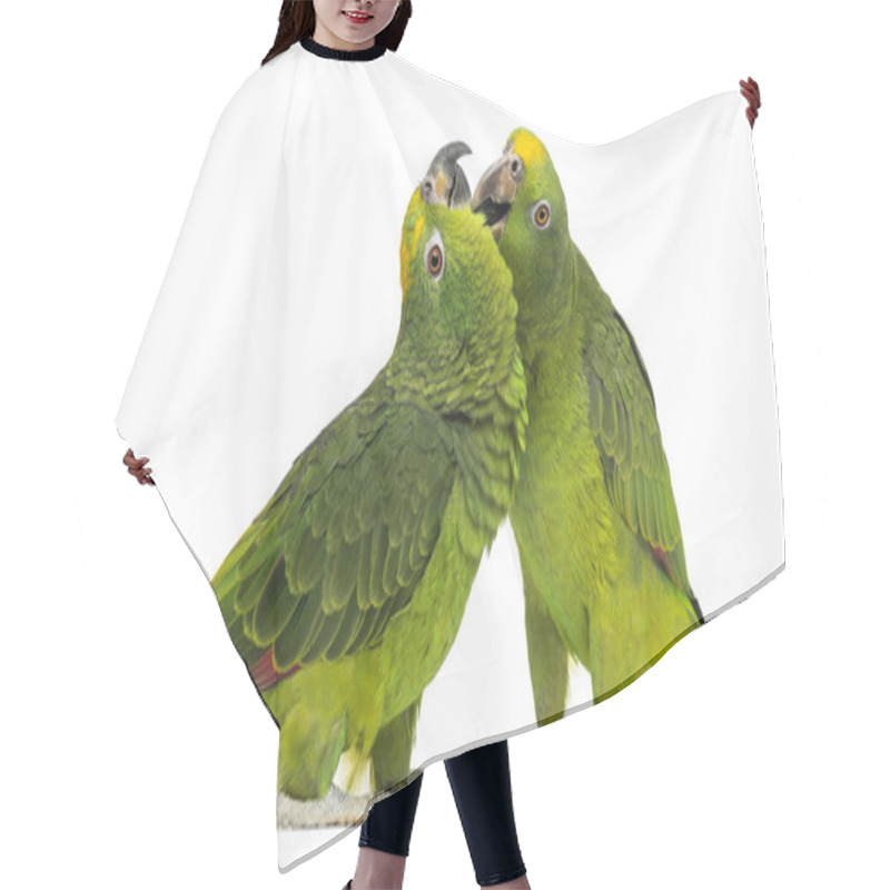 Personality  Panama Amazon And Yellow-crowned Amazon Pecking, Isolated On Whi Hair Cutting Cape