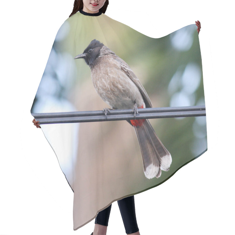 Personality  Red-vented Bulbul (Pycnonotus Cafer) Perched On A Wire. Hair Cutting Cape