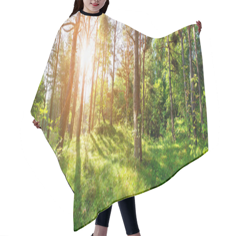 Personality  Pine Trees In Morning Light Hair Cutting Cape