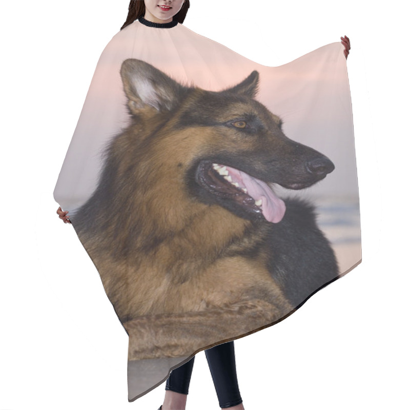 Personality  German Shepherd Relaxes Happily On The Beach At Sunset Hair Cutting Cape