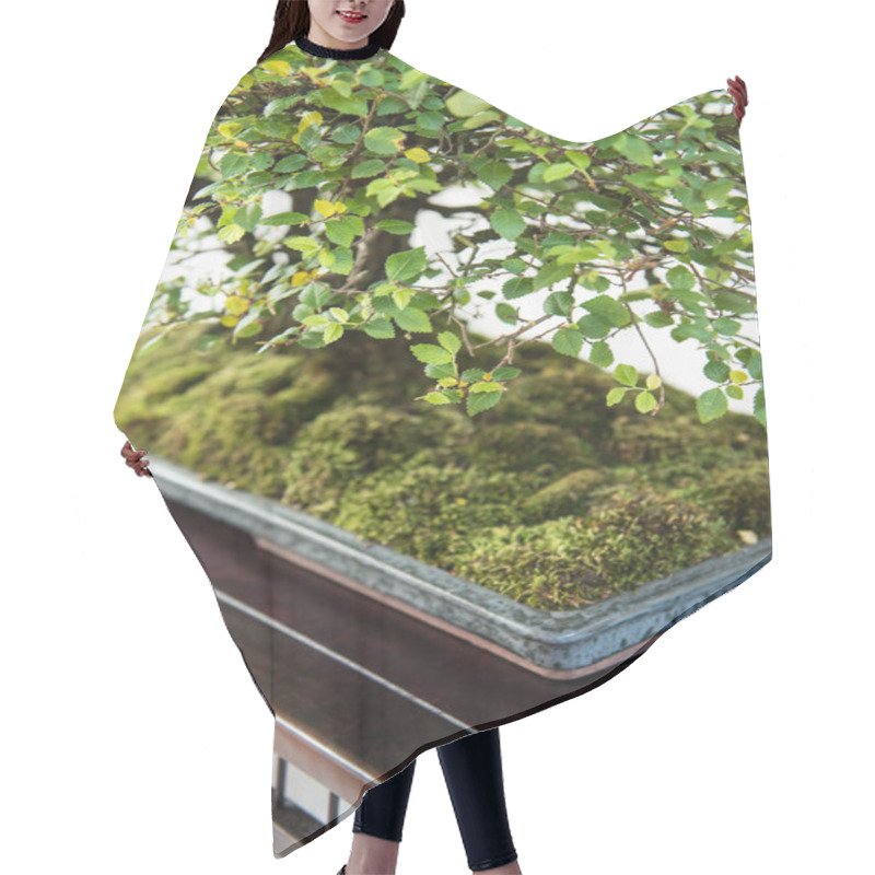 Personality  Elm With Green Foliage As A Bonsai Tree In Portrait Format Hair Cutting Cape