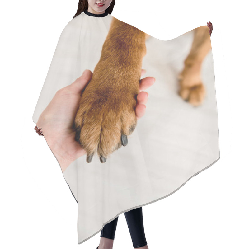 Personality  Selective Focus Of Adult Woman Holding Dog Paw In Apartment  Hair Cutting Cape