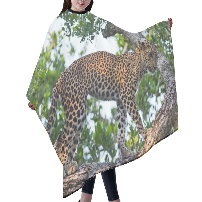 Personality  Panthera Pardus Kotiya Hair Cutting Cape