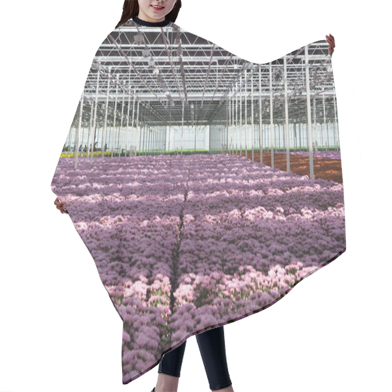 Personality  Chrysanthemum Flowers Growth In Huge Dutch Greenhouse, Flowers F Hair Cutting Cape