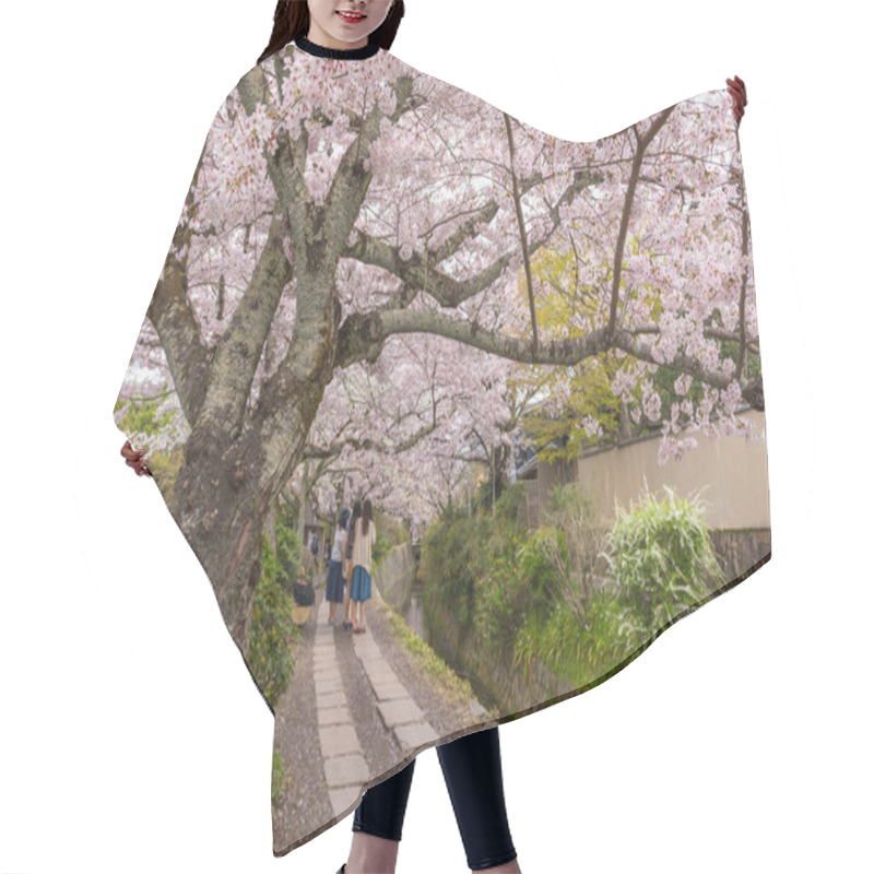 Personality  Philosopher's Walk With Sakura (cherry Blossom) In The Springtim Hair Cutting Cape