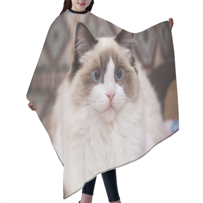 Personality  Young Healthy Beautiful Purebred Ragdoll Cat, At Home Hair Cutting Cape