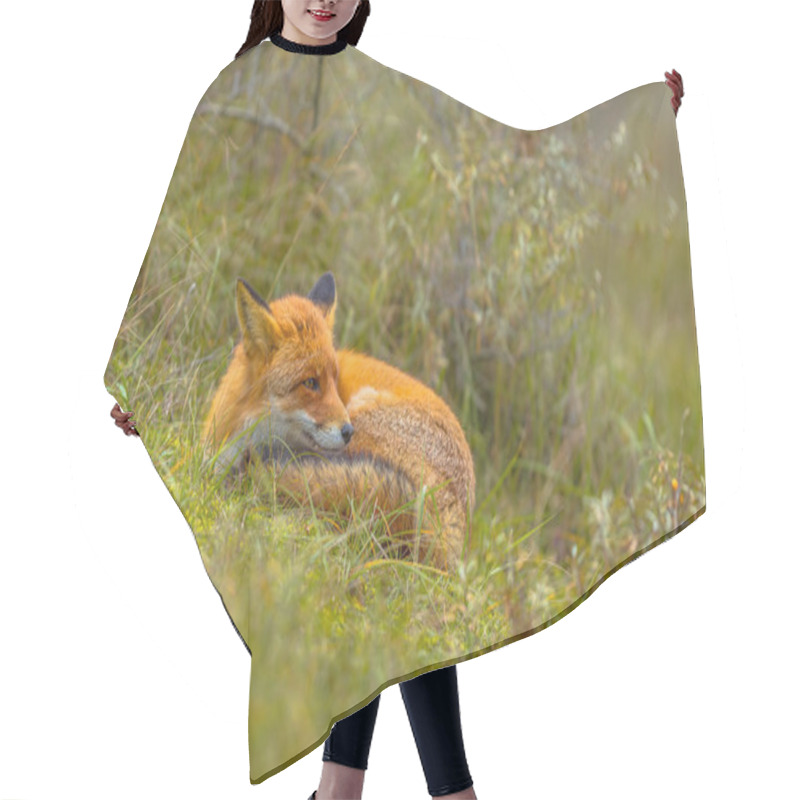 Personality  Resting European Red Fox Hair Cutting Cape