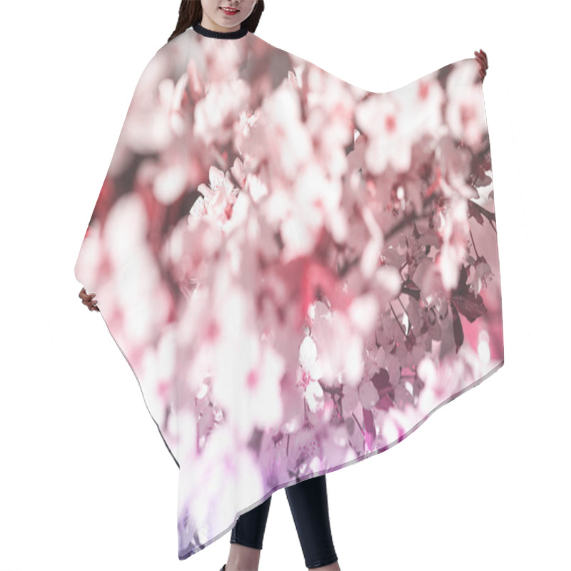 Personality  Blooming Tree With White, Pink Flowers In Morning Sunshine And Shadow, Blurred Sunlight. Soft Focus. Spring Blossom Flower Background. Hair Cutting Cape