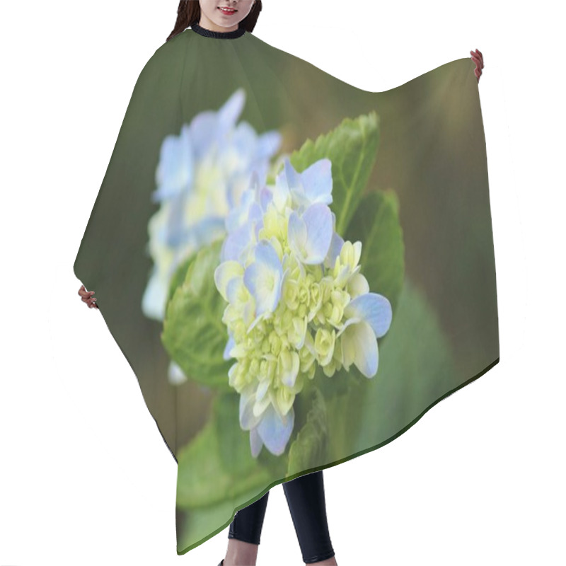 Personality  The Image Captures The Delicate And Vibrant Beauty Of A Cluster Of Hydrangea Flowers In Full Bloom. The Soft Petals, In Shades Of Light Blue And White, Contrast With The Intense Green Of The Leaves. Hair Cutting Cape