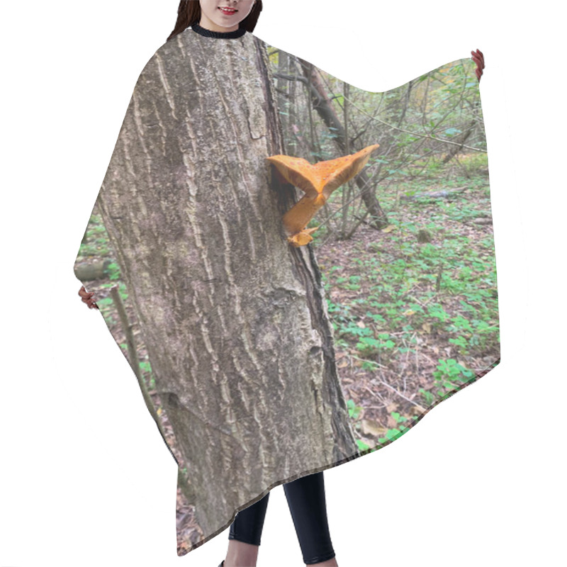 Personality  A Vibrant Orange Mushroom Is Attached To The Side Of A Tree Trunk In A Lush Forest. Surrounding Greenery And Fallen Leaves Create A Natural And Serene Environment In This Wooded Area. Hair Cutting Cape