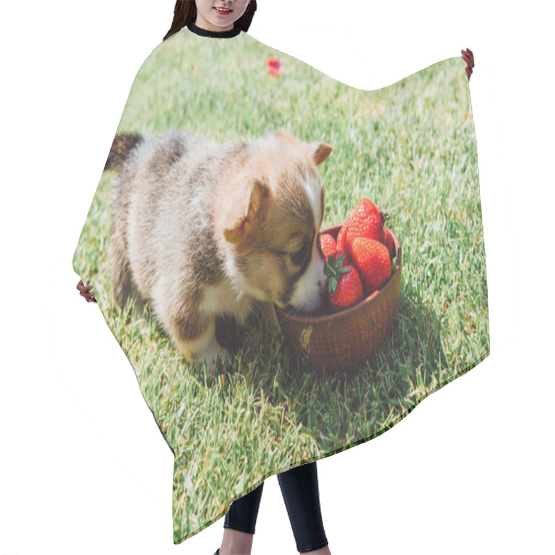 Personality  Cute Fluffy Puppy Eating Ripe Strawberries From Bowl On Green Grass Hair Cutting Cape