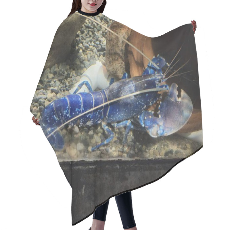 Personality  Blue Lobster In Aquarium Close View Background Hair Cutting Cape