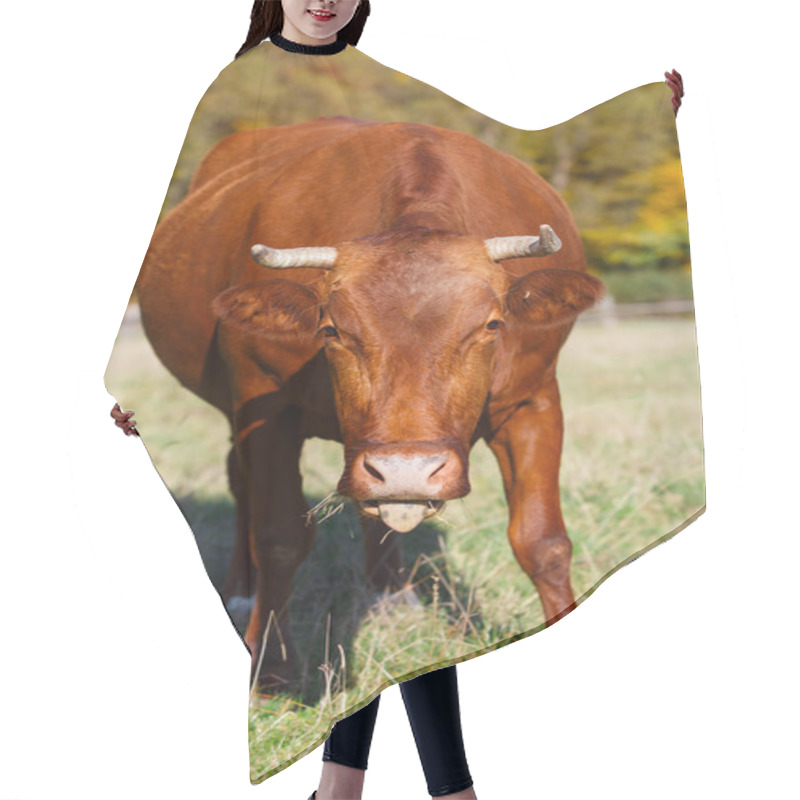 Personality  Single Cow Grazes In Field. Blazing Orange Maple Tree Highlights Green Pasture. Hair Cutting Cape