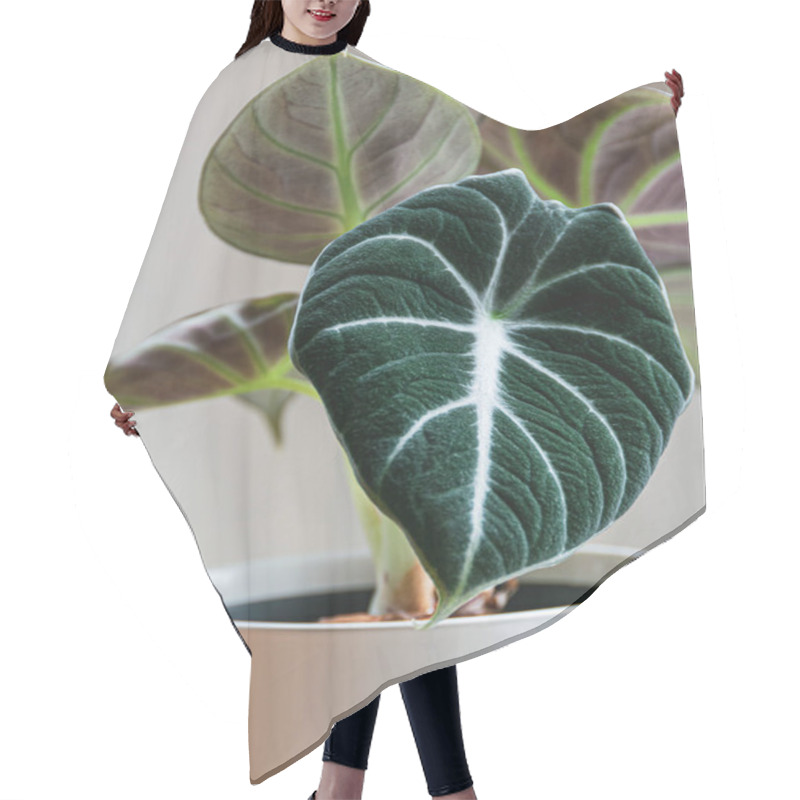 Personality  Alocasia Reginula 'black Velvet' Leaf. Tropical Potted Plant On A White Background. Exotic Trendy Houseplant Detail. Hair Cutting Cape