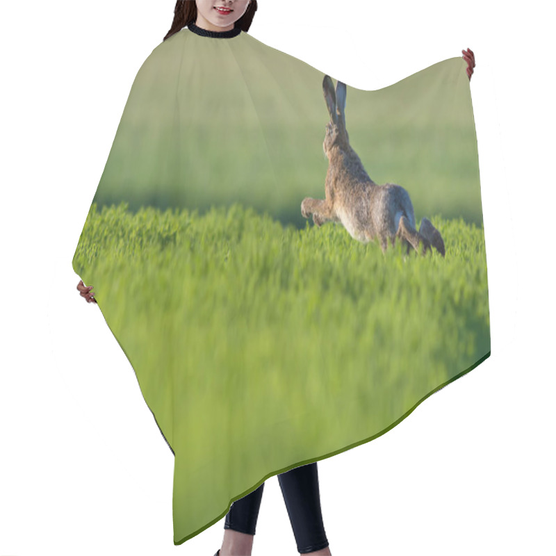 Personality  European Hare Leaping Across Green Field Hair Cutting Cape