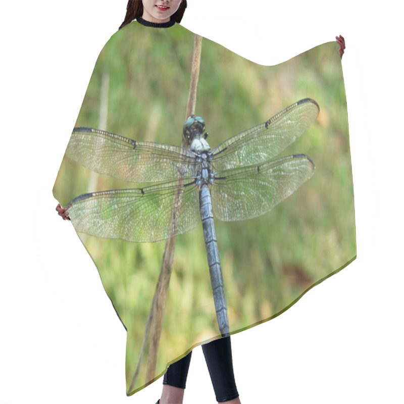 Personality  Dragon Fly Hair Cutting Cape