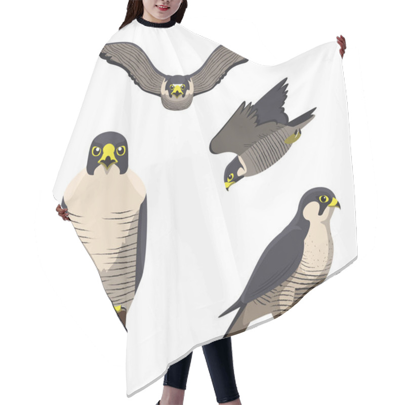 Personality  Bird Peregrine Cartoon Vector Illustration Hair Cutting Cape