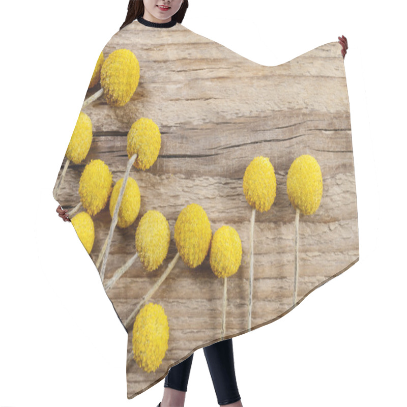 Personality  Craspedia Plant On Wooden Background Hair Cutting Cape