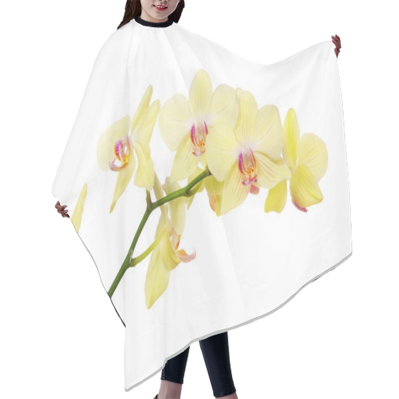 Personality  Isolated Lemon Yellow Orchid Branch Hair Cutting Cape