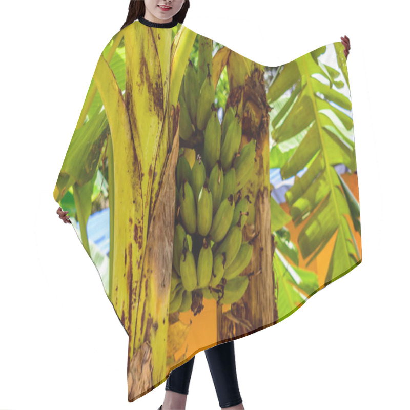 Personality  Bananas On The Tree In A Garden, Banana And Plantain Plants Are Not Woody And Their Apparent Stem Is Made Up Of The Bases Of The Huge Leaf Stalks Hair Cutting Cape