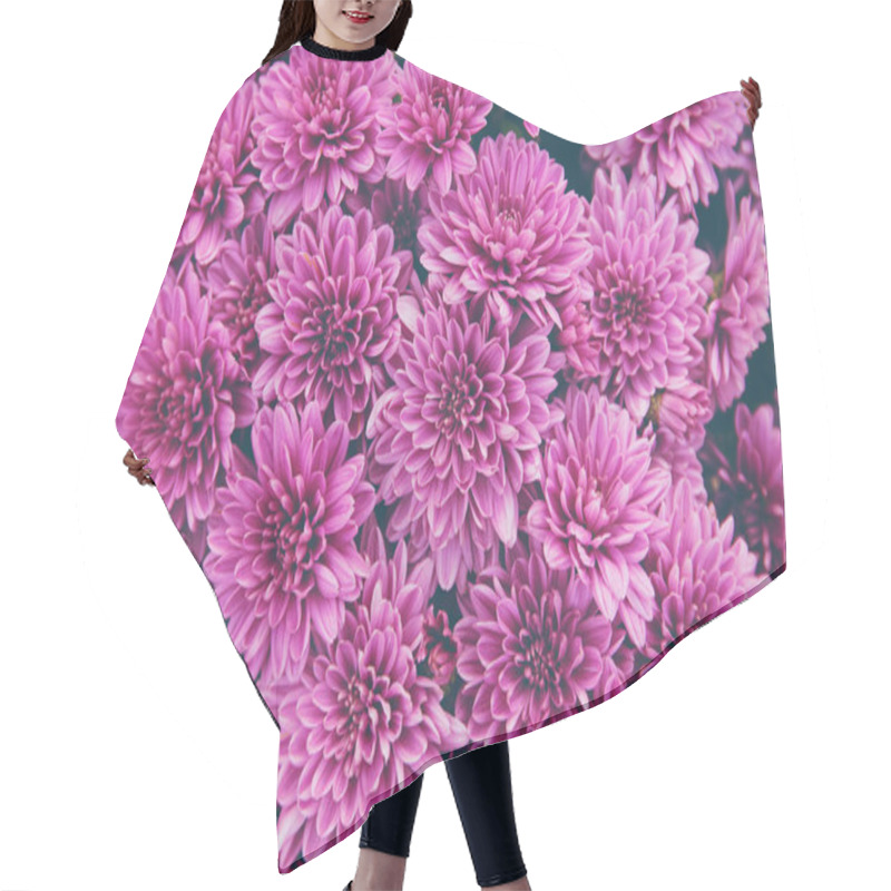 Personality  Chrysanthemum Flowers  As A Beautiful Autumn Background. Fall Th Hair Cutting Cape