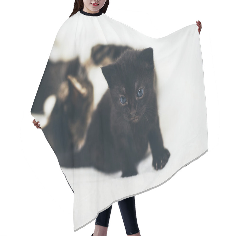 Personality  Black Kitten With Blue Eyes Hair Cutting Cape