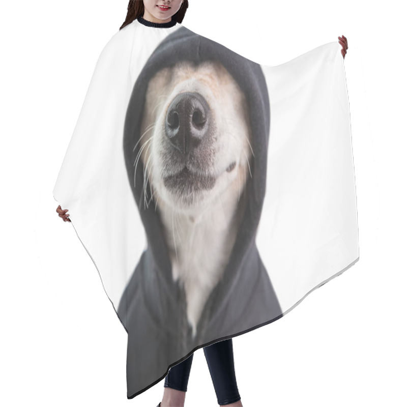 Personality  Adorable Dog Nose In Black Hoodie. Funny Pet Face. Positive Cutie Gangster Style. White Background. Pet Jokes. Skeptical Look Hair Cutting Cape