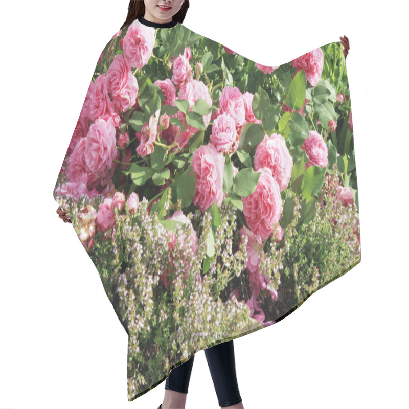 Personality  Historic Pink Rose Louise Odier And Lavender Hair Cutting Cape