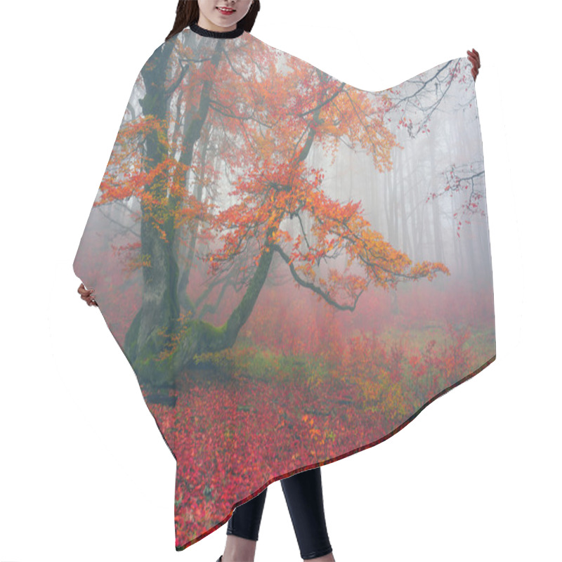 Personality  Autumn In Forest Of Ukrainian Carpathians Hair Cutting Cape