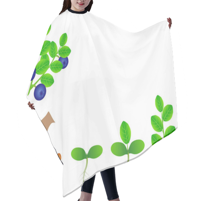 Personality  Sequence Of A Blueberry Plant Growing Isolated On White. Hair Cutting Cape