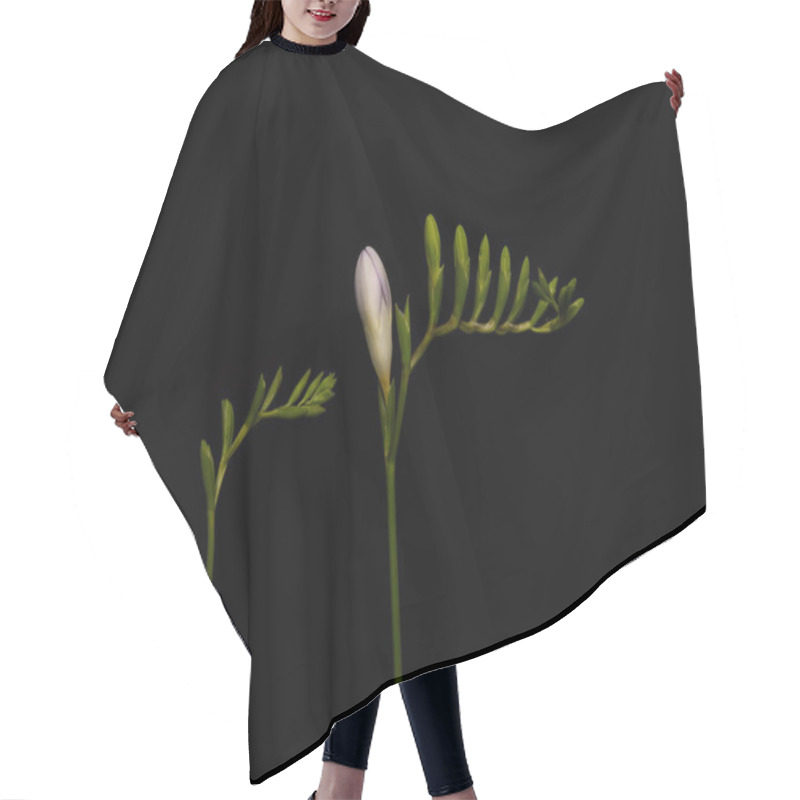 Personality  Stems Of Freesia With Flower Buds Isolated On Black Hair Cutting Cape